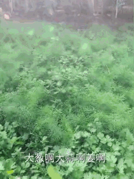 等到杨女士的丈夫发现这一切,只剩下在风中凌乱。。。