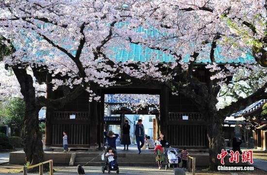 资料图：2017年的樱花季中，东京目黑区的一间寺庙前，当地居民樱花树下休闲散步。 中新社记者 王健 摄