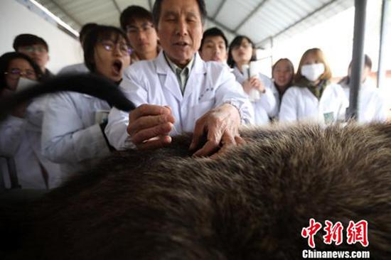 老师给牛扎针灸。