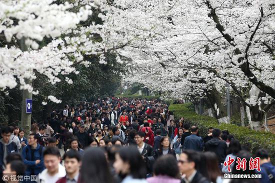 武汉大学迎赏樱高峰