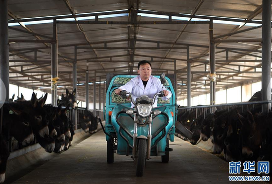 在张掖市甘州区靖安乡黑驴养殖基地，普贤驾驶三轮车在驴棚中给驴喂食（3月15日摄）。新华社记者 范培珅摄