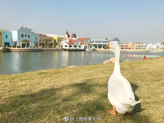咕咕”将在上海海事大学生活。上海海事大学 图