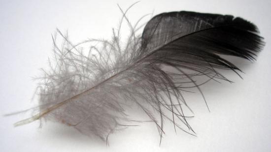 feather