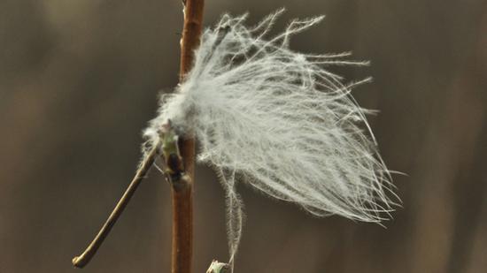 feather