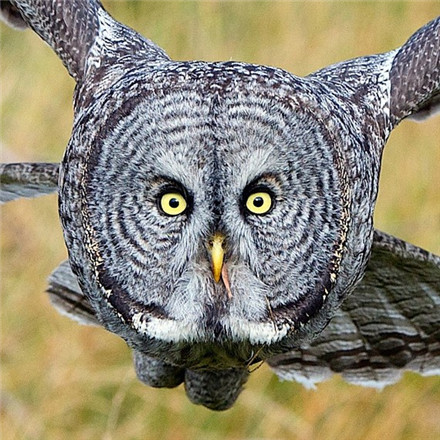 10大濒危动物:世界最后1只雄北白犀(双语)|动物|濒危动物|双语_新浪教育_新浪网