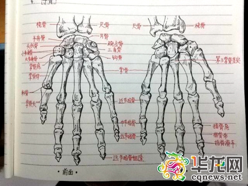 高阳做笔记时手绘骨骼图。