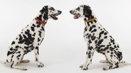 地道英语:如何表达半斤八两?|地道英语