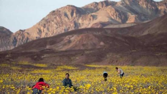 美国死亡谷开满罕见鲜花：十年一遇（双语）