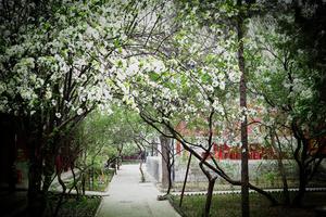 自主招生8大变化凸现 更注重专业与特长匹配