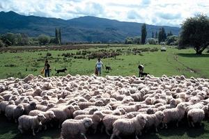 留学生述辛酸故事：成了澳警眼里的Jackiechan