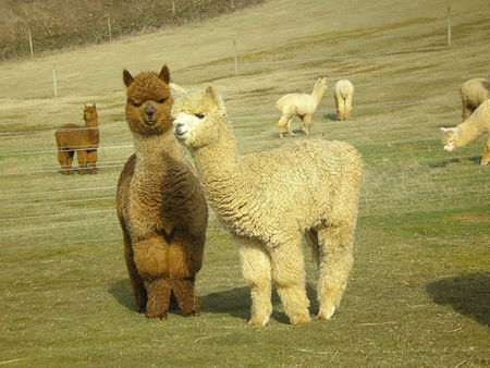 由于羊驼肉富含蛋白质，加上并无过多的脂肪与胆固醇，口感介于牛肉与羊肉之间，而且还没有什么膻味，因此民众接受度极高。