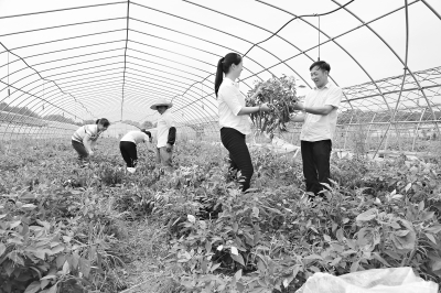 杨亚明(右)、杨兰芬夫妻俩正在基地里研究辣椒种植技术 通讯员陈柯 摄