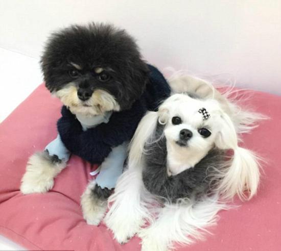 韩国狗狗成网红