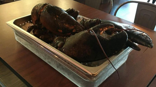 110岁巨型龙虾险成餐桌美食：被送水族馆“养老”