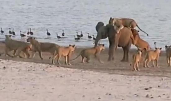 赞比亚小象头脑冷静：击退14只雌狮