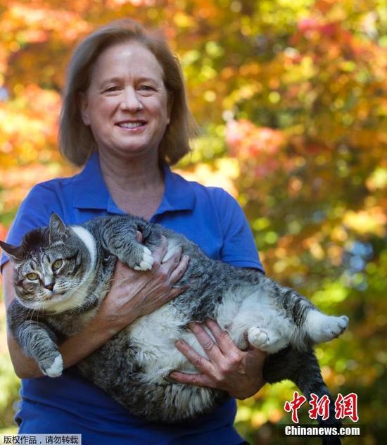 美胖猫重达14公斤成重量级网红
