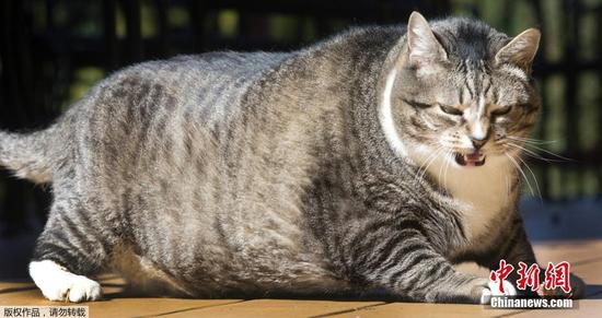 美胖猫重达14公斤成重量级网红|美国猫咪|网红