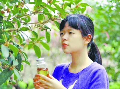 武科大学生自酿桂花酒