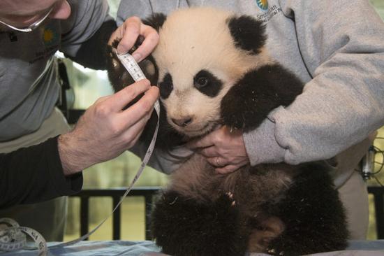 熊猫“宝宝”四个月大
