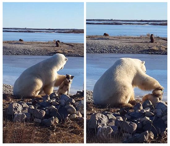 北极熊和它的宠物狗