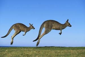 澳大利亚移民部任性撤签证？被遣返者2年增10倍