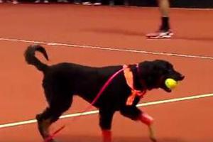 英国学生考前压力山大 学校养小狗做心理疏导