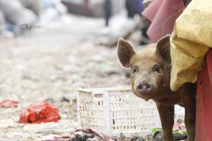 “海归”返乡当“猪倌”：让村民一起富起来