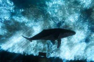 或煽动青少年自杀 俄罗斯严打“蓝鲸”死亡游戏