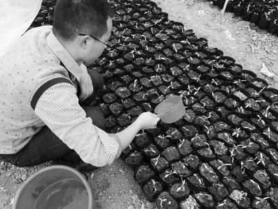 华成蔬菜合作社大学生在田间育苗