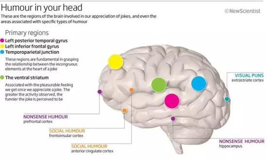 不同形式的幽默激发不同的脑区 红色：左后颞回；黄色：左额下回；蓝色：颞交界处；绿色：腹侧纹状体