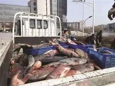 中国矿业大学镜湖捞出一千多公斤野生鱼，鱼块鱼汤师生免费吃！