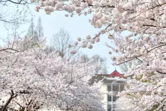 图片来源：南京林业大学