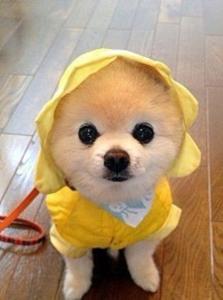 学生疑买回星期狗:四天就奄奄一息了|武汉工