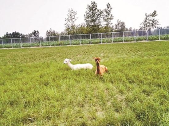 学校动物园里饲养的两只羊驼