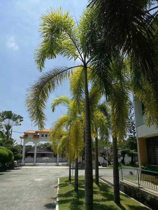 北京三一树人联考国际学校