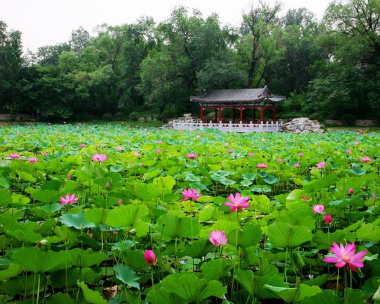 北京市第一〇一中学国际部