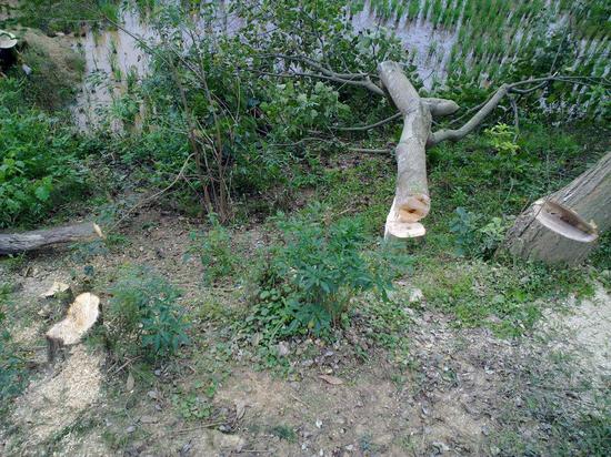 为儿子筹钱治病 福建一父亲砍树获刑_教育资讯