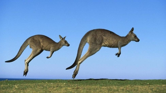 澳洲新闻网:澳大利亚学习中文的学生人数翻番