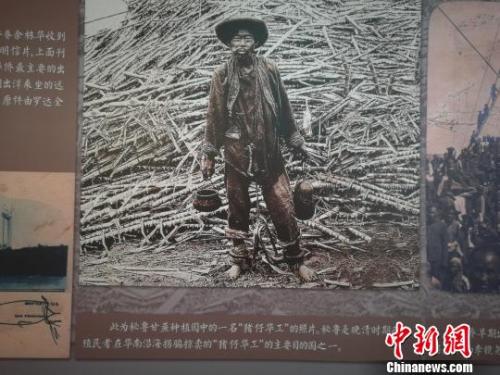 图为100多年前秘鲁甘蔗种植园中的一名华工的照片。图片翻拍自广东台山海口埠银信博物馆。　资料图 摄