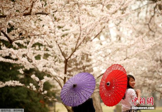 资料图：美国华盛顿特区种植的樱花绽放，吸引游客观赏。