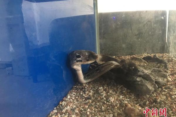 重庆卫视节目表-乐鱼app(leyu)官方网站-乐鱼官网