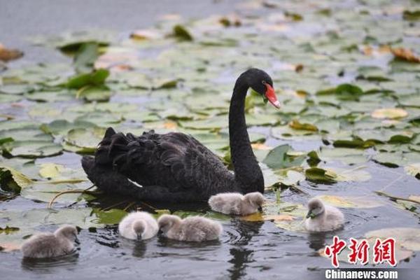 山东选美-爱游戏App官方下载入口-爱游戏