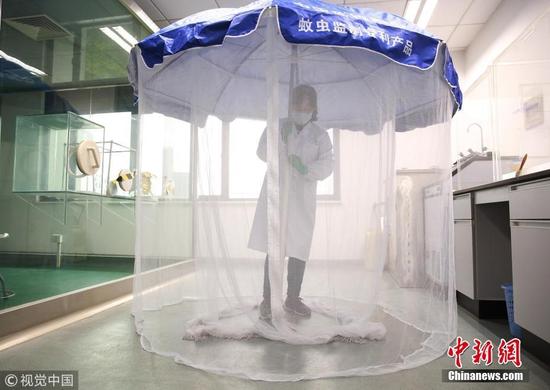 女硕士为7000只蚊子“传宗接代” 露腿喂蚊子 小千 摄 图片来源：视觉中国