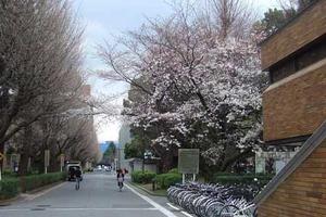 京都大学华人教授涉论文造假 校方已要求其撤下论文