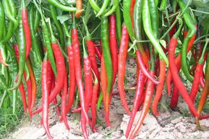 别吃陌生人的东西 新西兰男孩被捉弄吃辣椒遭大罪