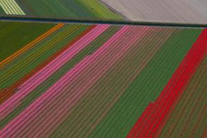 到荷兰看郁金香小心被“宰” 旅游产品“猫腻”多