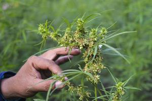 抽大麻或致申美国绿卡入籍遭拒 中国移民务必远离