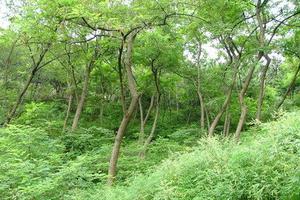 意大利学生在山林烧烤引大火 法院判罚款2700万欧元