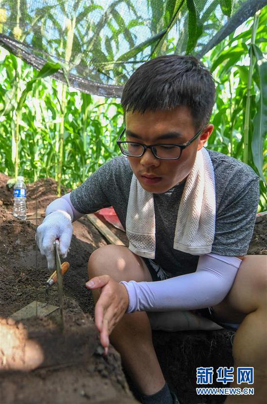 7月24日,在四平市梨树县四棵树乡三棵树村“科技小院”试验田,中国农业大学在读硕士沙野采集玉米根系。