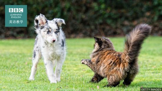 BBC今日短语:怎样用英语表达争吵不休?